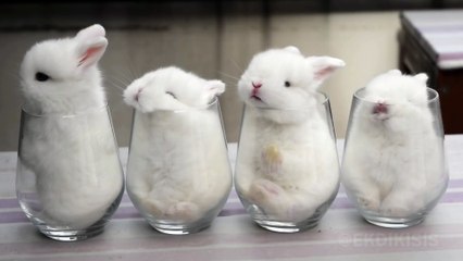 These cute baby Bunnies sleep in Glass Cups... Owwww