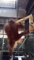 This Orangutan built his own Hammock in his Zoo Cage