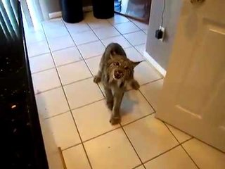 Рысь пробралась в дом