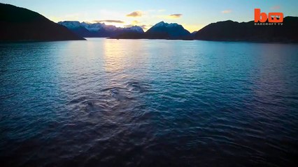 Drone Captures Humpback Feeding Frenzy in Norway