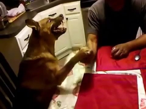 СУПЕР МЕГА ПРИКОЛ! Армрестлинг человек и очень злая собака