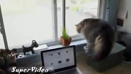 Смотреть до конца!!!! Кот на Измене! А сначало был Крутой! Ржач! Смотреть до конца!!!!