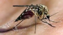 sivrisineğin-insan-vücüdundan-kan-emme-anı-kamerada.flv