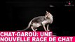 Chat-garou: une nouvelle race de chat! À découvrir dans la minute chat #79