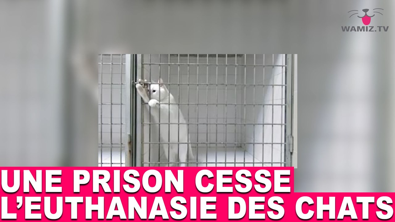 Une prison cesse l'euthanasie des chats! AUjourd'hui dans la minute chat #80