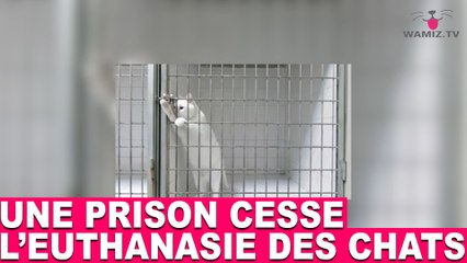 Une prison cesse l'euthanasie des chats! AUjourd'hui dans la minute chat #80