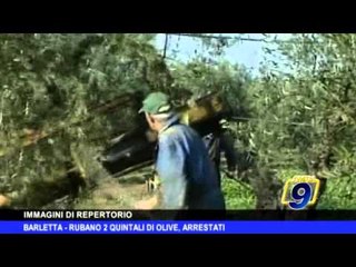 BARLETTA | Rubano due quintali di olive, arrestati