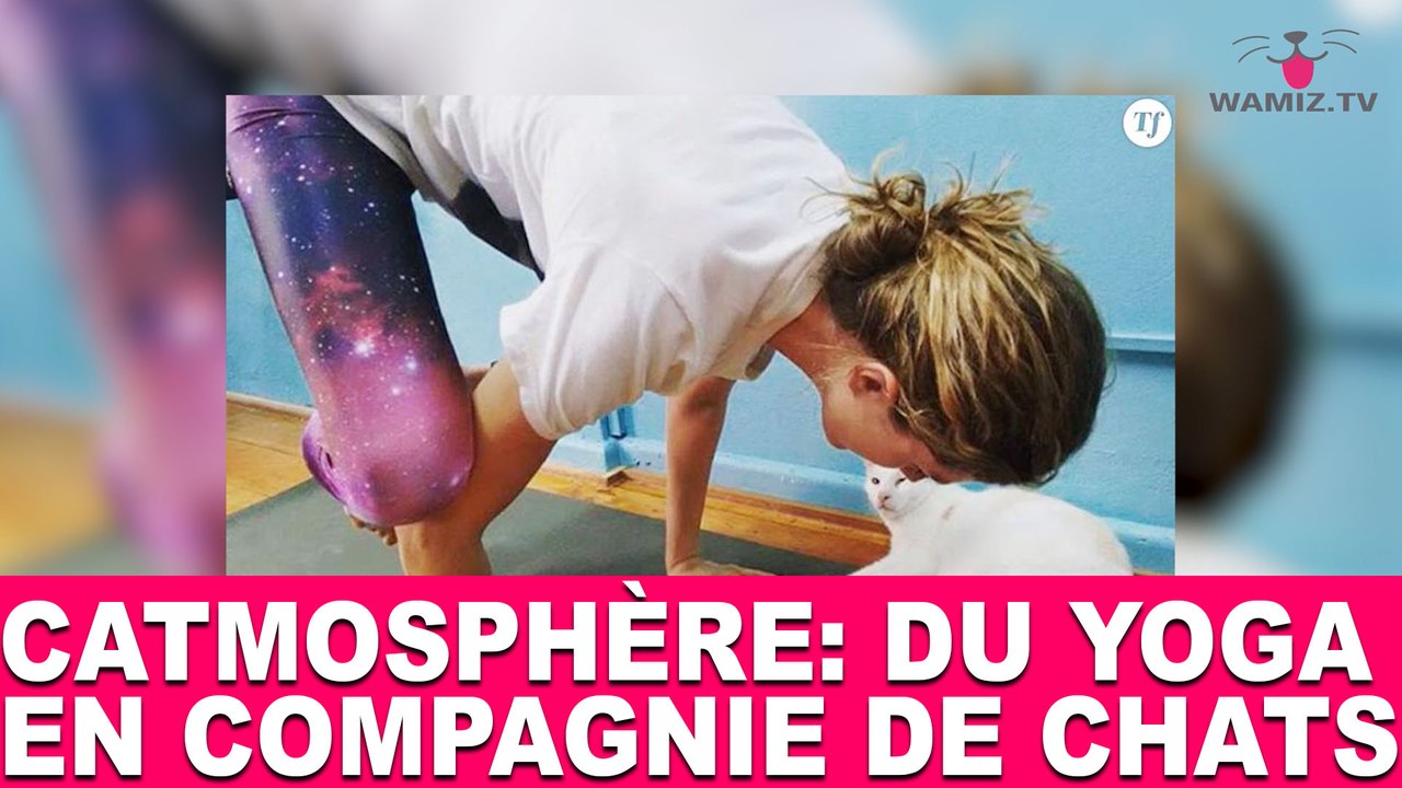 Catmosphère: du yoga en compagnie de chats! À découvrir dans la minute chat #81
