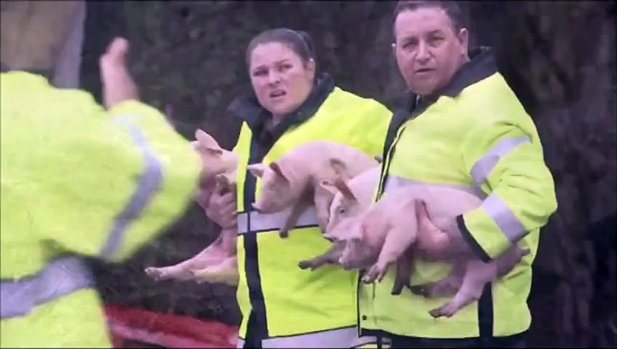 Plus de 1500 porcelets trouvent la mort lors d'un accident de camion aux Etats-Unis