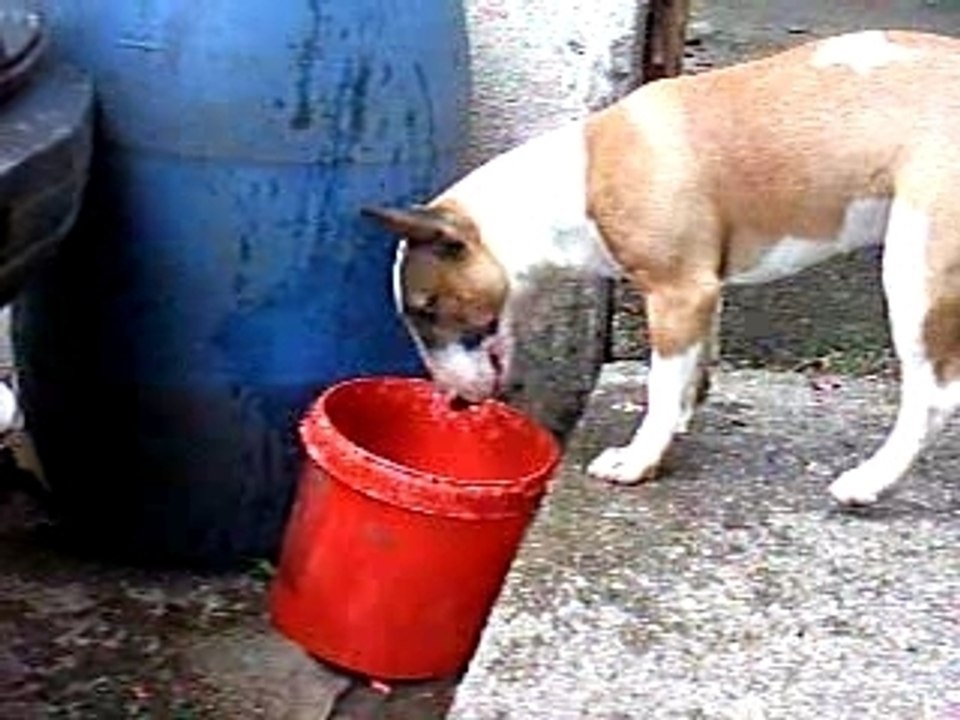 BUFFY ET LE SEAU D'EAU 1