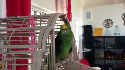 Люда и попугай Гоша поют дуэтом!)))