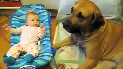 Малыш чихнул)))Mastiff Tissue