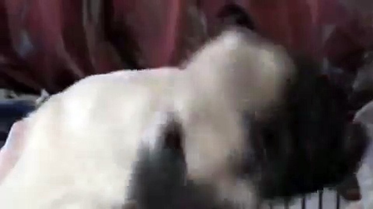 Мопс страшен