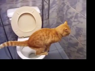 Очень аккуратный котик! )Gato en el baño