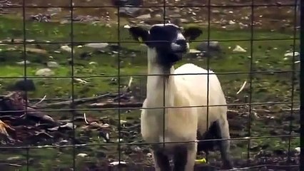 insan gibi bagıran keçiler... KESİNLİKLE İZLE. Keçiler keçileri kaçırmış olmalı :)
