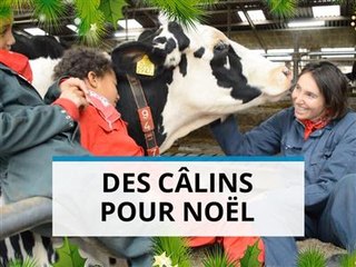 Pays-Bas : sessions de groupe de câlinage de vaches !