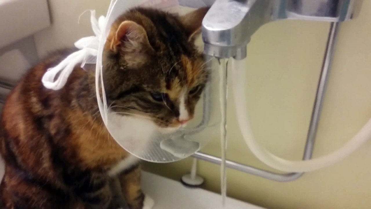 Ce Chat Se Debrouille Comme Il Peut Pour Boire Avec Sa Collerette Veterinaire Video Dailymotion