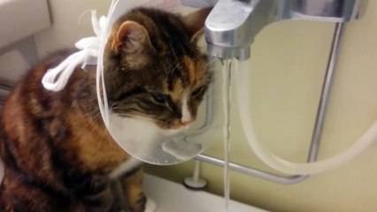 Funny Cat drinks water on his Surgery Cone