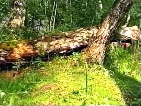 Искусство снайпера 4. Позиции снайпера лето.Лес