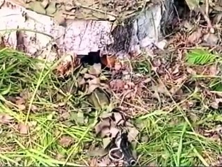 Искусство снайпера 7. Закрытая позиция пень