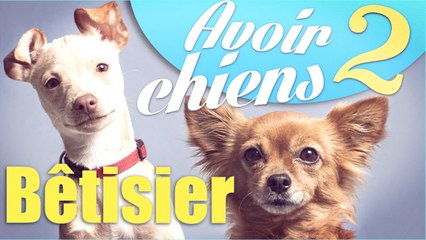 NATOO-Bêtisier -Avoir 2 chiens