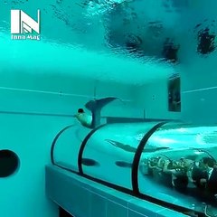 Amazing fish in water