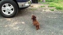 Weiner Dog Tries To Scare Her Reflection - Funny Animals Channel