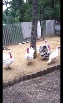 Слава украине!