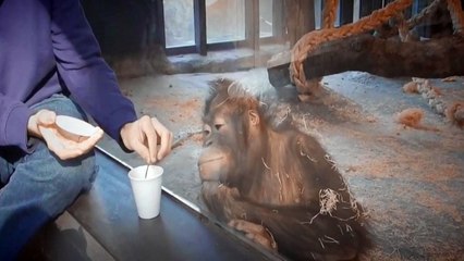 Comic Monkey sees a magic trick -Funny Orangutan