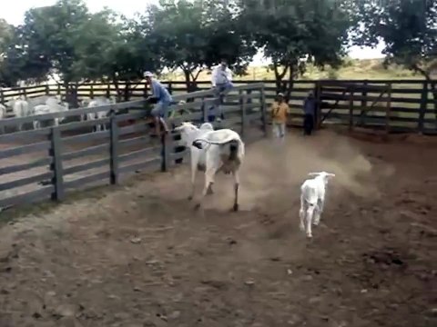 A Mother Cow Anxiously Protecting Her Newborn Baby From Being Separated From Her