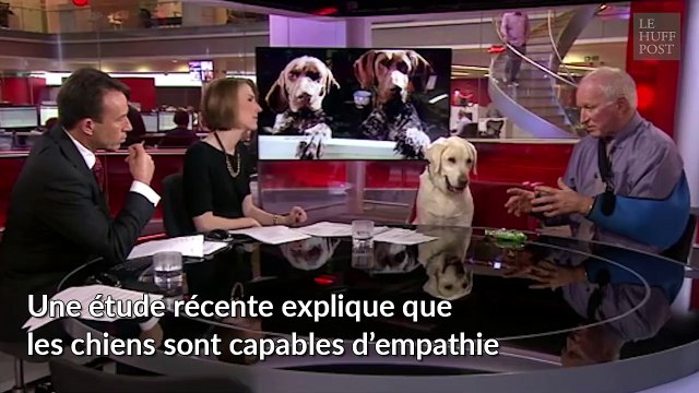 Les chiens envahissent la télé anglaise et forcément Internet adore