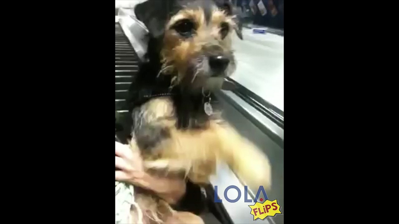 Dog Thinks He's Running Down Escalator