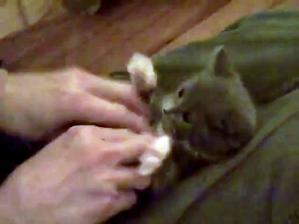 This is so cute cat
