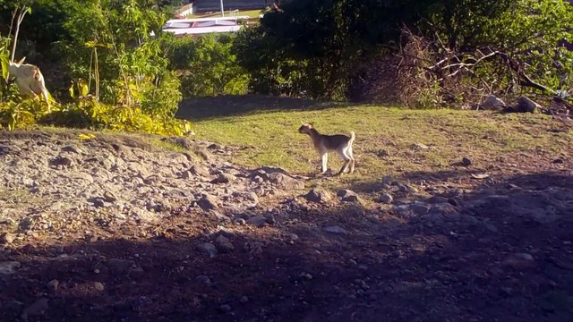 Les Saintes : la faune terrestre