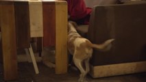 Este café griego abre sus puertas cada noche a los perros callejeros