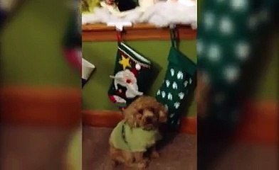 Pets Who Hate Your Stockings