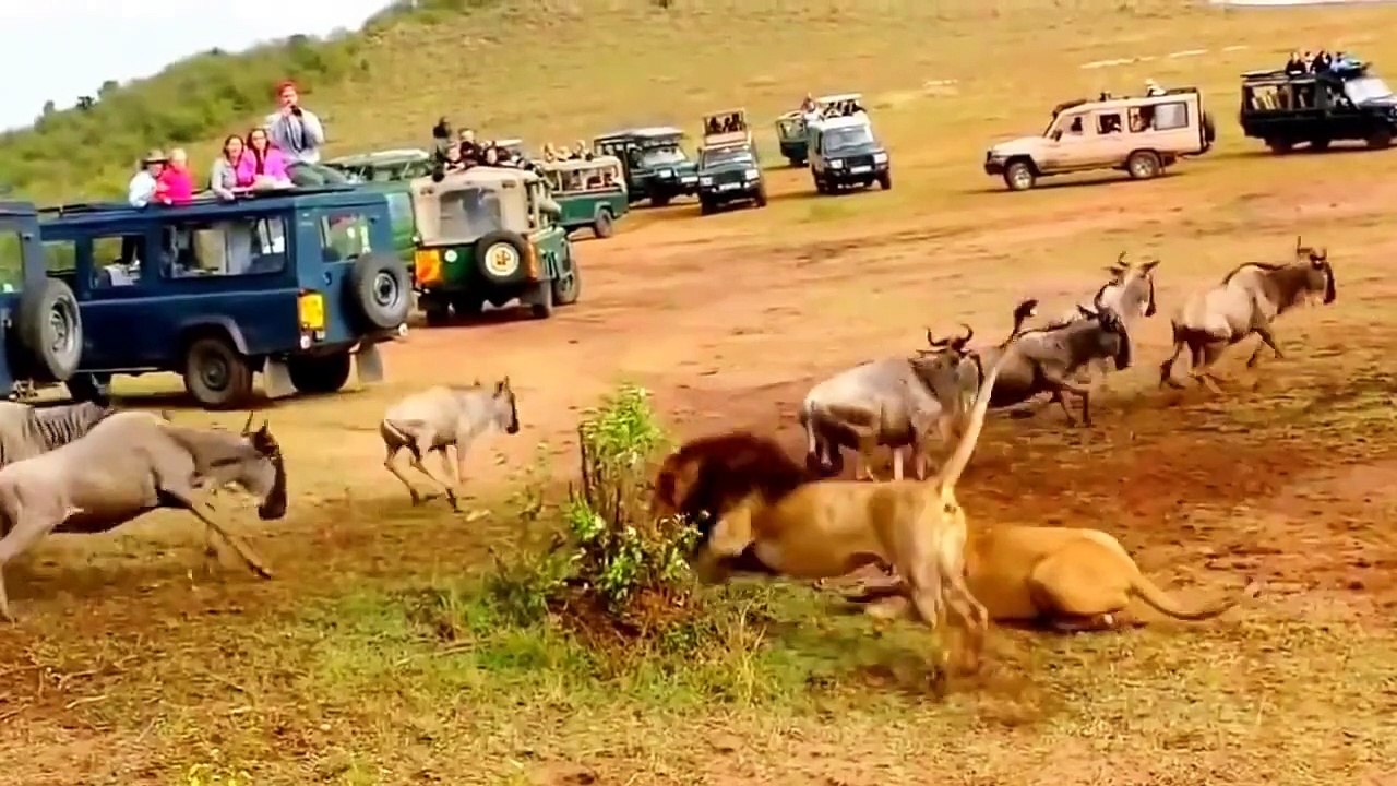 lion chasse