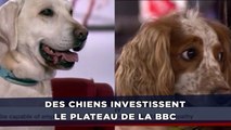 Des chiens investissent le plateau de la BBC