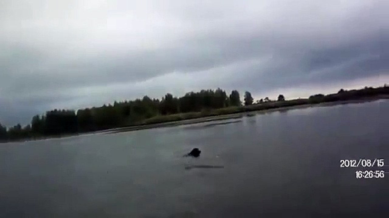 Приколы с животными! Вот это рыбак!!!))