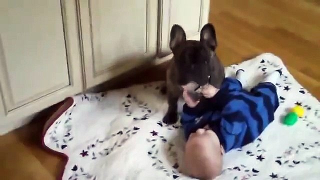 Ребенок и французский бульдог! French Bulldog and Baby