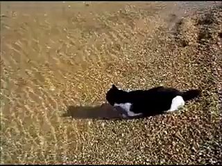 Приколы с котами! Плавучий кот!))))))))))))))))