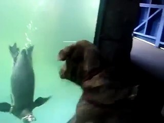 Собака и пингвин.Прикол!!!)))))))))))))))