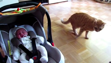 Cats and dogs seeing a baby for the first time
