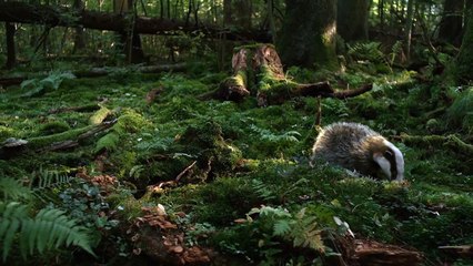 CGI VFX Spot HD: Wolves by Platige Image
