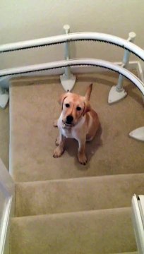 Cute Labrador Puppy Slides Down Stairs
