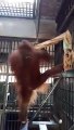 Ce que fabrique cet orang-outan dans sa cage va vous laisser bouché bée