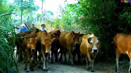 ► Chú Voi Con ở Bản Đôn - Nhạc Thiếu Nhi vui nhộn 2015