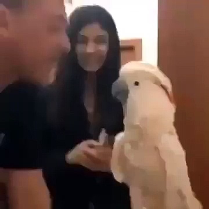 Parrot Playing With A Man
