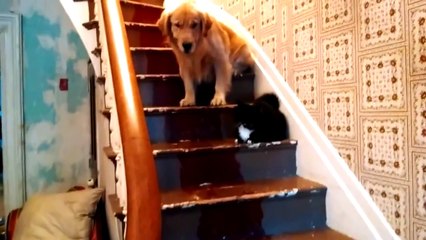 Cats and dogs afraid from each other