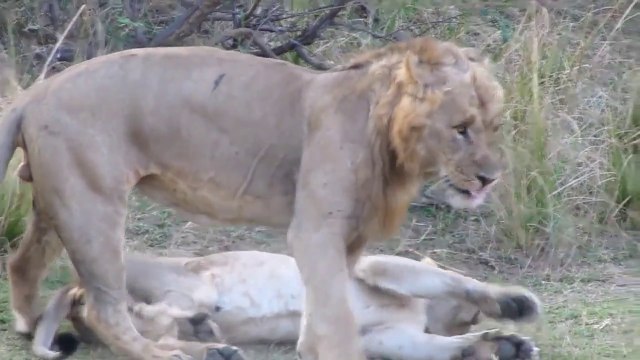 insan sesi çıkaran aslan